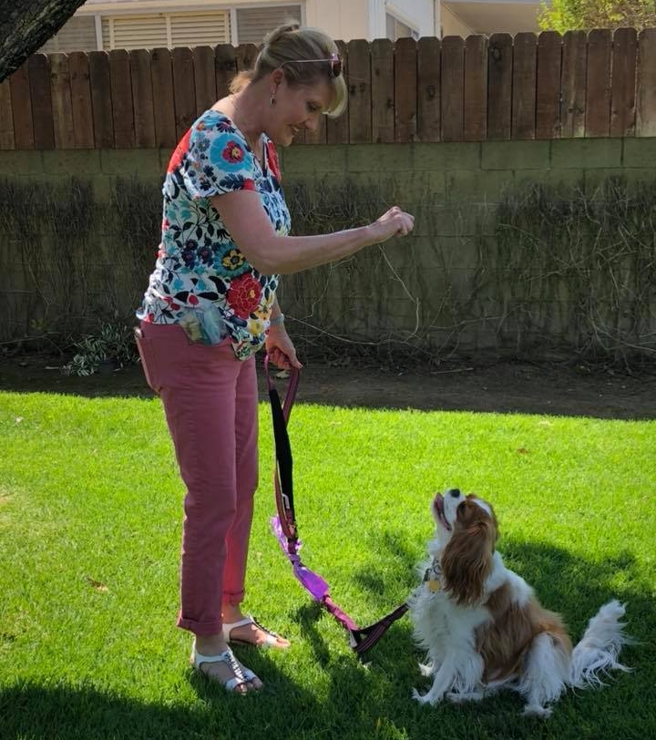 Obedience Training 