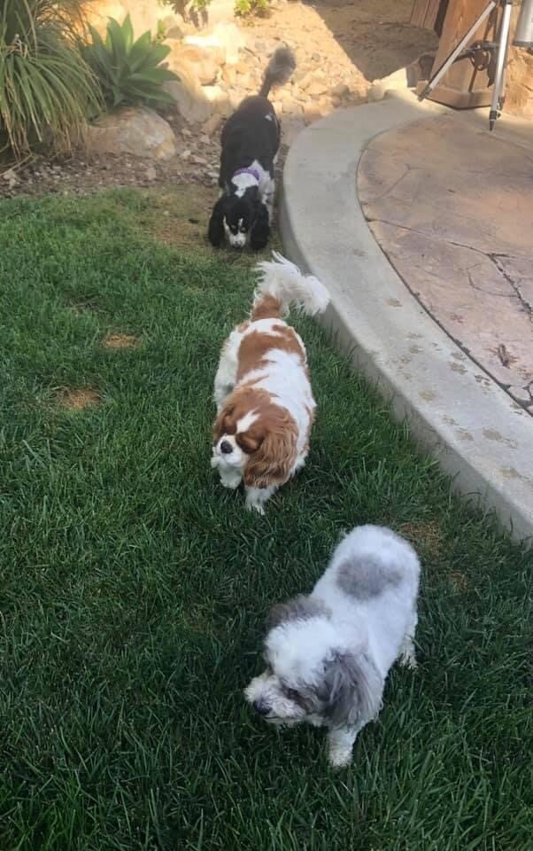 Family Companion Training Program